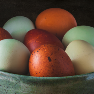 Fertile Eggs